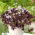 False shamrock - large package! - 50 pcs