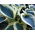 Blue Ivory Hosta, Spitzwegerich - Großpackung! - 10 Stk - 