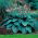 Blue Angel hosta, plantain lily - XL package! - 50 pcs