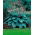 Blue Angel hosta, groblad lilja - XL-paket! - 50 st