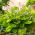 Sum and Substance hosta, plantain lily - large package! - 10 pcs