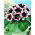 Kaiser Wilhelm paars-witte gloxinia (Sinningia speciosa) - grootverpakking! - 10 stuks - 
