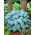 Canadian Blue hosta, plantain lily - large package! - 10 pcs