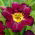 Bela Lugosi daylily - large package! - 10 pcs