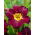 Bela Lugosi daylily - large package! - 10 pcs