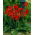 Canna Brilliant - groot pakket! - 10 stuks - 