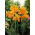 Canna En Avant - large package! - 10 pcs