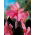 Kanna - Shining Pink - Canna