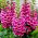 Digitalis, Foxglove Camelot Rose - nagy csomag! - 10 db.