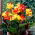 Canna Cleopatra - grand paquet ! - 10 pieces