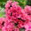 Phlox Windsor - groot pakket! - 10 stuks - 