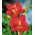 Daylily Merlot Rouge - 