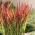 Cogongrass - Red Baron - kunai gras - groot pakket! - 10 stuks - 