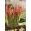 Cogongrass - Red Baron - kunai grass -  large package! - 10 pcs