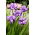Dubbelbloemige Siberische iris - Imperial Opal; Siberische vlag - groot pakket! - 10 stuks - 