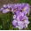 Dubbelbloemige Siberische iris - Imperial Opal; Siberische vlag - groot pakket! - 10 stuks - 