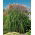 Maiden silvergrass - Malepartus - pachet mare! - 10 buc - 