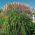 Maiden silvergrass - Malepartus - pachet mare! - 10 buc - 
