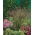 Switchgrass - Rotstrahlbusch - grand paquet ! - 10 pieces