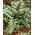 Orientalischer Ladyfern - Ursula's Red - Sämling; Japanischer bemalter Farn - Großpackung! - 10 Stk
