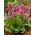 Hjärtbladig bergenia "Morgenrote"; hjärtbladbergenia, läderbergenia, vinterblommande bergenia, elefantöron, elefantöron, koreansk elefantöra, badan, pigsqueak, sibiriskt te, mongoliskt te - stort paket! - 10 st - 