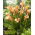 Crin arum „Cameleon”; crin, calla - pachet mare! - 10 buc.