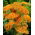 Vanlig rölleka "Terracotta" - orange blommor - stort paket! - 10 st