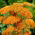 Vanlig rölleka "Terracotta" - orange blommor - stort paket! - 10 st