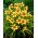 Daylily "Bonanza" -  large package! - 10 pcs
