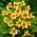 Daylily "Bonanza" -  large package! - 10 pcs