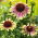 Green Twister verde-rosa cónica púrpura oriental - 1 pieza; erizo equinácea, Echinacea