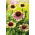 Green Twister verde-rosa cónica púrpura oriental - 1 pieza; erizo equinácea, Echinacea