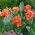 Canna lily - Happy Cleo - veľké balenie! - 10 ks
