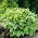 Albomarginata hosta, plantain lily - large package! - 10 pcs