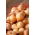 Bulbos de cebolla tierna holandesa amarilla Centurion - 0,5 kg - 