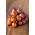 Red Sun shallot spring onion bulbs - 10 kg
