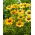 Mellow Yellows equinácea púrpura oriental de flores amarillas - 1 pieza; erizo equinácea, Echinacea