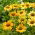 Mellow Yellows equinácea púrpura oriental de flores amarillas - 1 pieza; erizo equinácea, Echinacea