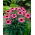 The King large-flowered eastern purple coneflower- 1 pc; hedgehog coneflower, Echinacea