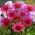 Vintage Wine eastern purple coneflower - 1 pc; hedgehog coneflower, Echinacea
