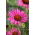 Vintage Wine eastern purple coneflower - 1 pc; hedgehog coneflower, Echinacea
