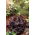 Obsidiaan aluin - groot pakket! - 10 stuks; koraal bellen - 