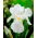 Iris White Knight - gros paquet! - 10 pieces