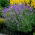 Lavanda roxa - 1 unidade