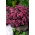Xenox orpine - Sedum - zaailing; leven lang, kikkerbuik, harpspelende Johnny, eeuwig leven, eeuwig leven, midzomermannen, Orphan John, heksengeldzakken - 