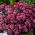 Xenox orpină - Sedum - răsad - pachet mare! - 10 buc.; de viață, stomac de broaște, Johnny harping, de viață veșnică, de viață pentru totdeauna, bărbați la mijlocul verii, John orfan, pungi de vrăjitoare