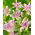 Paddlilja - Tricyrtis hirta - 1 st