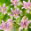 Paddlilja - Tricyrtis hirta - stort paket! - 10 st