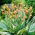 Stuttgart canna lily - large package! - 10 pcs