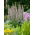 Pantaloni de urs - Acanthus mollis - 1 buc.; doc de mare, plantă de picior de urs, iluș de mare, plantă de aligator, plantă de stridii